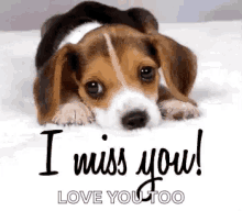Puppy I Miss You GIF - Puppy I Miss You Sad GIFs