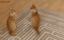 Surprise Kitten Attack! GIF - Kitten Attack Surprise GIFs