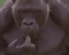Monkey Gorilla GIF - Monkey Gorilla Think GIFs
