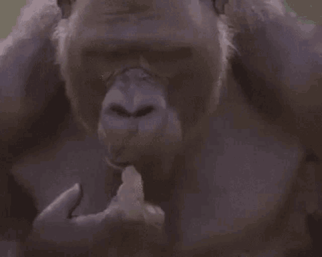 a close up of a gorilla eating a piece of bread