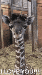I Love You Giraffe GIF