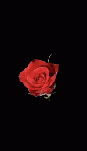 Rose Red GIF - Rose Red Flowers - Discover & Share GIFs