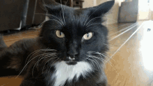 Glare Ham GIF - Glare Ham Cat GIFs