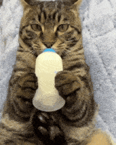 Cat Tabby Cat GIF - Cat Tabby Cat Milk GIFs