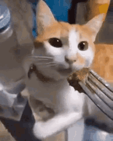 Puking Cat Cat Gif - Puking Cat Cat Vomit - Discover & Share Gifs