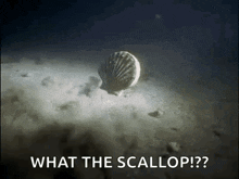 Scallop Swim GIF - Scallop Swim Shellfish GIFs
