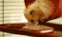 Sleepy GIF - Sleepy Hamster Fall GIFs