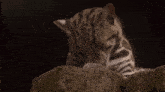 a close up of a cat laying on a rock with its eyes closed