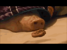 Waking Up A Pig With A Cookie GIF - Cookie Pig Blanket GIFs