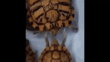 Turtle Turtles GIF - Turtle Turtles Funny Hands GIFs