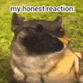 My Honest Reaction Dog GIF - My Honest Reaction Dog собака с бабочкой GIFs