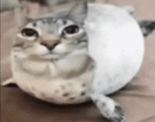 a cat shaped like a seal is sitting on a bed .