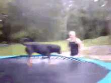 dog jump trampoline bounce fun