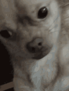 Kiwi Dog GIF - Kiwi Dog Reaction GIFs