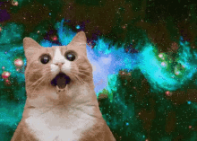 Cat Space GIF - Cat Space Shocked GIFs