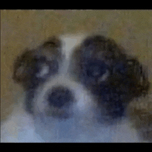 a black and white dog is looking at the camera with a blurry background