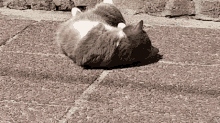 Cat Roll GIF - Cat Roll Madame GIFs