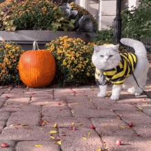 Cat Cats GIF - Cat Cats Cats Of The Worlds GIFs