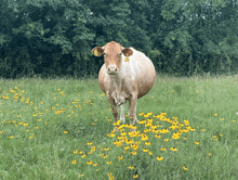 Bessie Cow GIF - Bessie Cow Texas GIFs