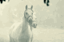 horse white