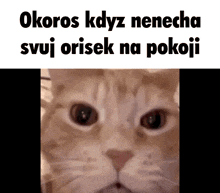 a close up of a cat 's face with the words okoros kdyz nenecha svoj orsek na pokoji written above it