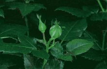 Sweet Red Roses GIF - Sweet Red Roses Bloom GIFs