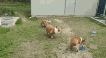 Dog Corgi GIF - Dog Corgi Fight GIFs