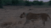 African Lion Lioness GIF - African Lion Lioness Lion GIFs