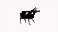 Polish Cow GIF - Polish Cow GIFs