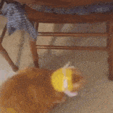 GIF