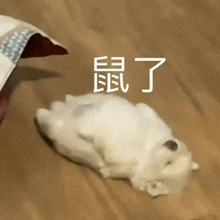 a small white dog is laying on its back on the floor .