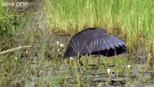 a black bird is standing in the grass near a body of water with bbc one written in the corner