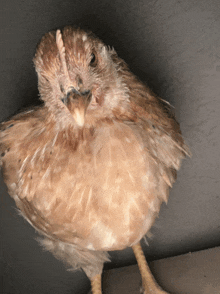 a close up of a brown chicken with a yellow beak looking at the camera