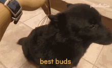 Best Buds Scratching GIF