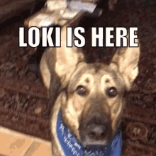 Loki Maxwell GIF