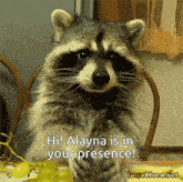 a raccoon is sitting at a table and says hi ! alaya is in your presence