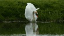 Swan Ploop GIF