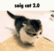 Soig Cat Soig GIF