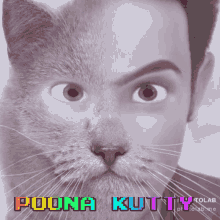 Cat Man Domi The Poonakutty GIF