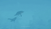 two whales are swimming in the ocean together .