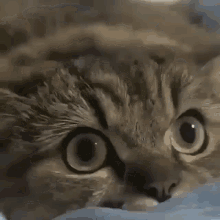 Dilated Pupils Got My Attention GIF - Dilated Pupils Got My Attention Cat GIFs