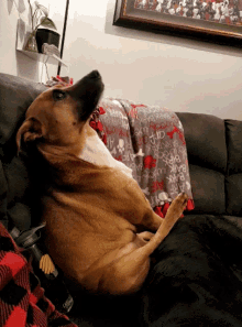 dancing dog gif couch
