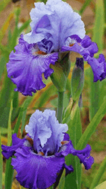 Iris Arcane Odyssey Sticker - Iris Arcane Odyssey Drip - Discover & Share  GIFs