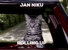 Niku Jan GIF - Niku Jan Jan Niku GIFs
