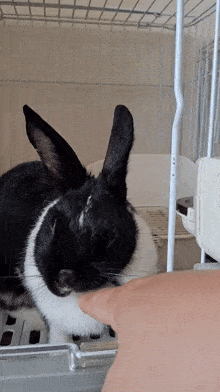 a black and white rabbit in a cage being petted