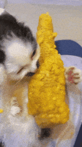 a black and white cat eating corn on the cob on a table