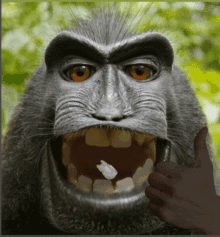 Monkey Eating GIF - Monkey Eating Eat GIFs