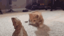 a cat and a lizard are playing on a carpet in a living room .