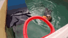 Nothing But Net GIF - Animals Otter Sea Otter GIFs