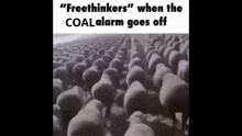 a bunch of sheep are walking in a field and the caption says " freethinkers " when the coal alarm goes off